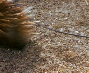Tagged Echidna walks through meat ants.