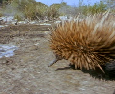 Tagged Echidna walks through meat ants.