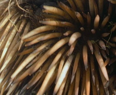 Meat ants on echidna's spines.