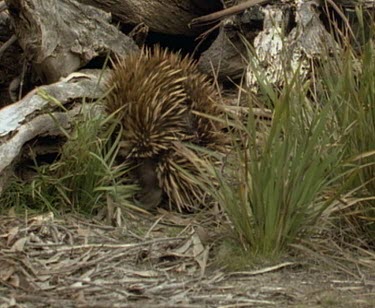 Echidna heads for burrow entrance