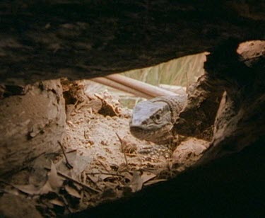 Adult goanna enters echidna burrow.
