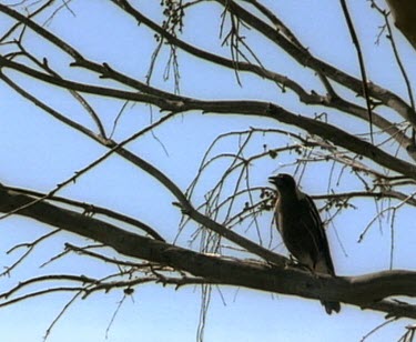Magpie perched in tree