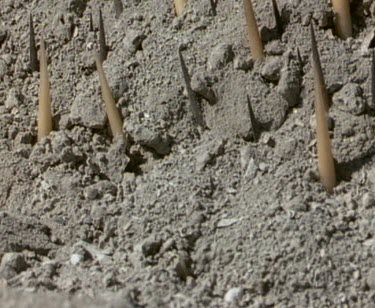 Echidna spines poking out of ash. Echidna is buried beneath the ash. Echidna has survived the bushfire.