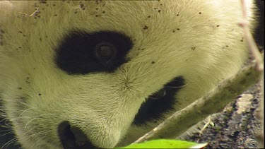 Giant Panda looking to camera. Extreme close up of face