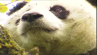 Giant Panda looking to camera. Extreme close up of face