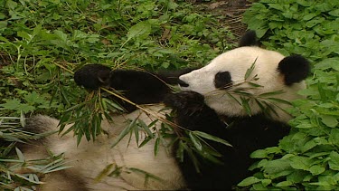 Giant Panda lying back and relaxing eating bamboo