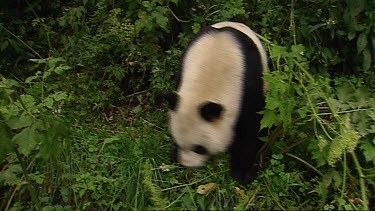 Giant Panda strange behaviour, perhaps demanding food. Unusual animal behaviour in captivity.