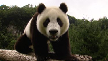 Giant Panda four month old cub walking on log. Nice handheld shot, tracking with panda. Give sense of intimacy with the animal. Can see the panda is in a zoo or captive setting. The log is part of a h...