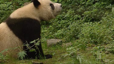 Giant Panda sitting, gets up and walks to camera.