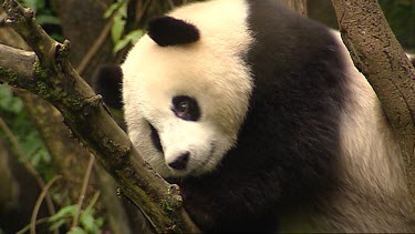Giant Panda scratches in tree