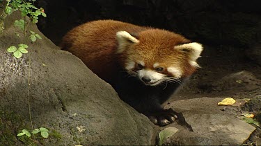 Red Panda or lesser panda emerging from cave.