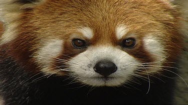 Red Panda or lesser panda extreme close up of face, looking to camera.