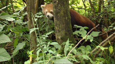 Red Panda or lesser panda forest, jungle habitat in background. Handheld shot
