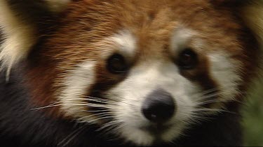 Close up of Red Panda looking to camera