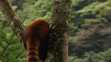 Red Panda climbs tree, forest, jungle habitat in background.