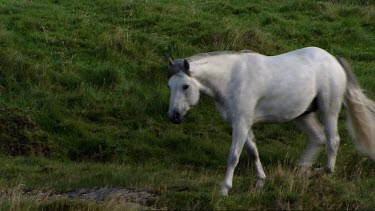 Irish Pony. White Stallion runs in Connemara hills on the West Coast of Ireland. Trotting, galloping. Farmland, old farm quipment in some of the shot.