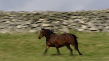 Semi wild ponies run before the ruined castle in Connemara on the West Coast of Ireland. Dry stone wall. Ruins.