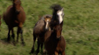 Semi wild ponies run West Coast of Ireland.Green rolling hills. Galloping