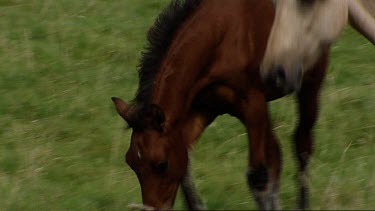 Close up and Medium Shots of Irish wild ponies. Pony.