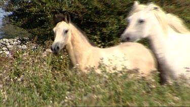 Foals and ponies galloping running together, herd. Irish wild ponies.