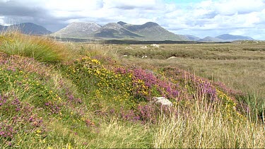 The Twelve Bens Mountain Range, Connemara west coast of Ireland. Wild flowers in foreground. Zoom into mountain rage.