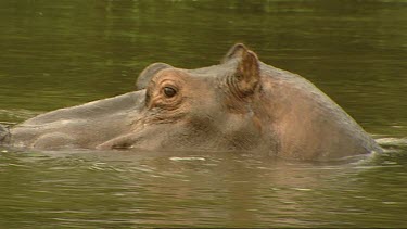 Head of hippopotamus hippo. In tributary of Zambezi River. Snorts to warn off cameraman.