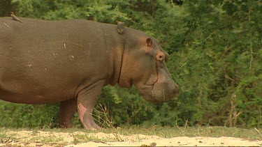 Hippopotamus hippo on river bank.