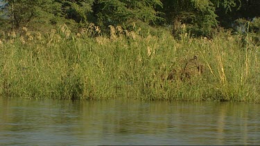 Hippopotamus hippo runs in shallow of Zambezi river. Very unusual behaviour, tries to hide n rushes.