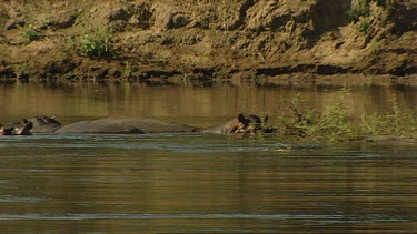 Hippopotamus hippo pod or family group in shallows of river. Something startles them and they erupt out of the water suddenly.