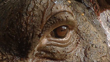 Extreme close up of bliking eye of hippo. Very wrinkly wet skin.