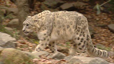 Snow Leopard. Extremely rare and endangered.