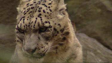 Extreme Close Up face of snow leopard.