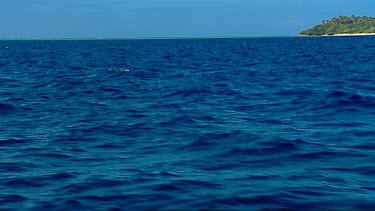 Humpback whale breach Mounu Island Tonga.