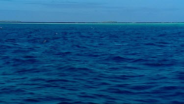 Humpback whale breach Mounu Island Tonga.