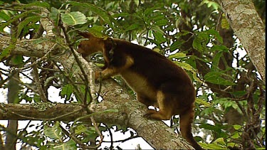 Rare and Endangered Tree Kangaroo. Goodfellow's Tree kangaroo in tree, swings from one branch to another and watches.