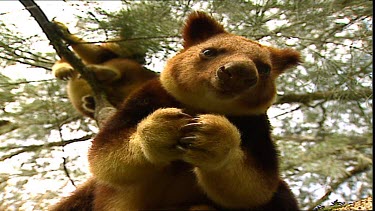 Very funny face. Rare and Endangered Tree Kangaroo. Goodfellow's Tree kangaroo cute and Funny. Chewing