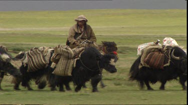 Yak with nomad caravan stops to eat. Edge of chang plateau Tibet.