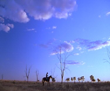 Stockman farmer riding in outback. Mustering cattle