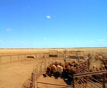 Stockmen branding cattle