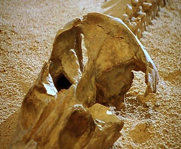 Fossil of Kronosaur dinosaur