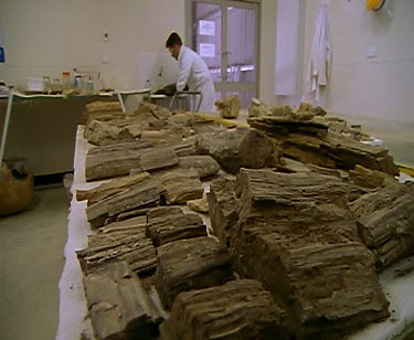 Paleontologist in lab washing fossils and sorting