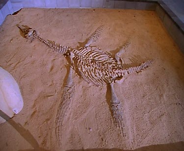 Fossil of Kronosaur dinosaur. Model.