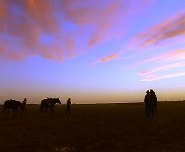Big sky. Horses at sunrise. CU horses walking. Cattle station. Campfire with billycan