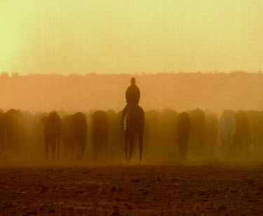 Mustering droving cattle at sunrise. Dust silhouette