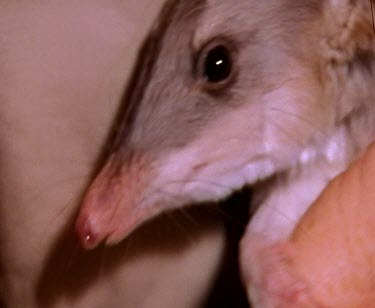 Bilby being held, examining hands feet, tail, claws. Bilby digging.
