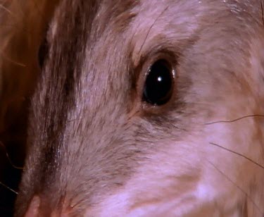 Bilby eye snout mouth whiskers