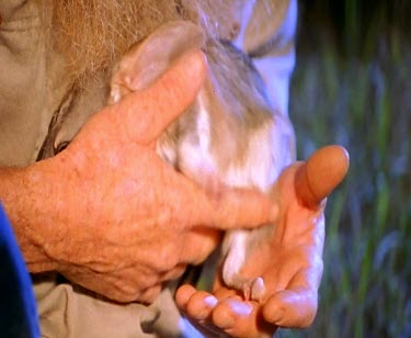 Bilby being held, examining hands feet, tail, claws. Bilby digging.