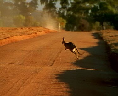 Red Kangaroo hopping across road