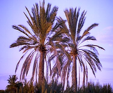 Palms ruins Dalhousie Springs