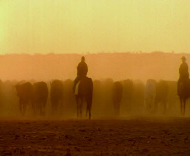 Cattle station horse-riding cattle mustering sunset silhouette